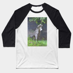 White Bengal Tiger Marking Territory Baseball T-Shirt